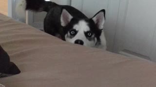 Husky whining for attention