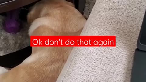 Dog Hates it When Disturbed During Sleeping | Funny Dog Video