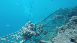 Fish swim in the Red Sea, colorful fish, Eilat Israel 10