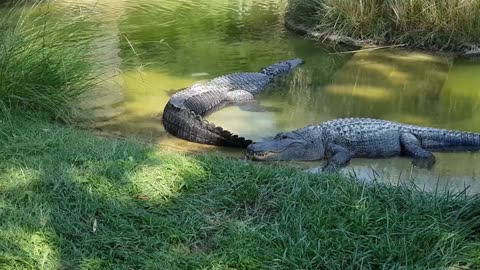 Crocodiles waiting for it's prey
