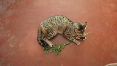 Funny cat says I love plants.