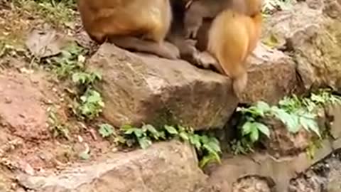 Baby Monkey Video |Cute|