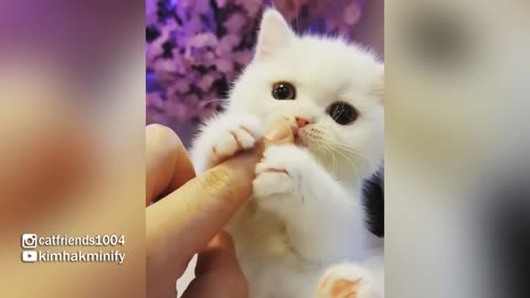 Adorable Kittens That Will Make You Fall In Love
