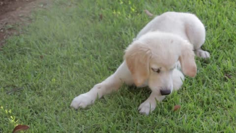 Cute single golden retriever dog playing on the lawn