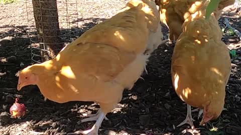 A feast of plums under a plum tree for a happy bunch of chickens