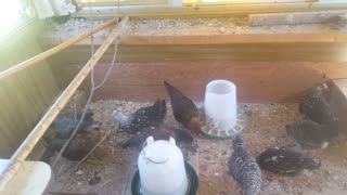 baby chicks first time in coop