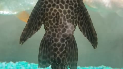 Mr. Pleco, It cleaning time