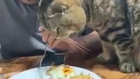 the cat wants to eat