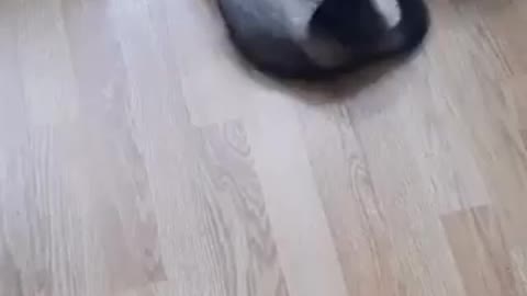 Ferret playing with a cat