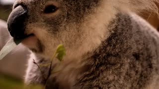 Koala Eating Leaves From a Branch