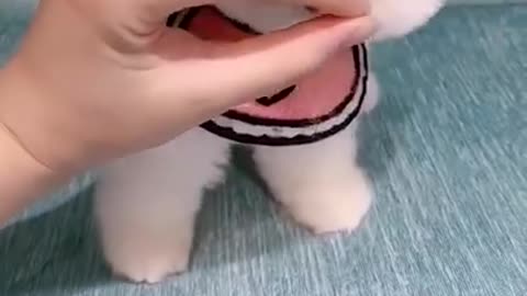 Cute puppy tiktok