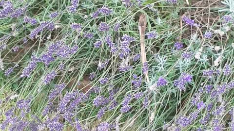 Beautiful Lavender