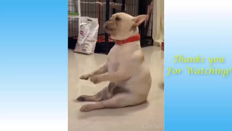 Cute dog dance and funny tiktok completion