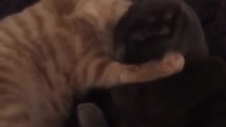 Grey and white cat playing with one another in bed