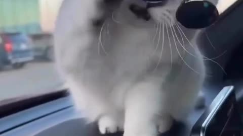 Cuteness overload|| funny cats|| cute cats