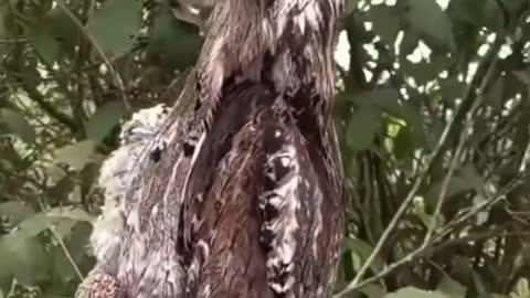 Gray gigantic nightjar