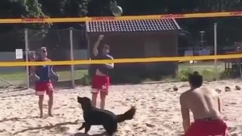 cachorro jogando vôlei de praia