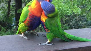 Birds on a Balcony