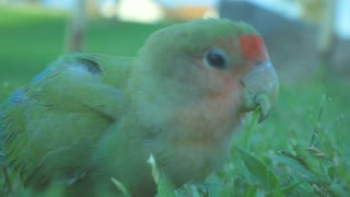 Cute parrot eating grass