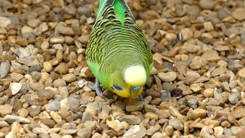 Budgerigar bird Perot