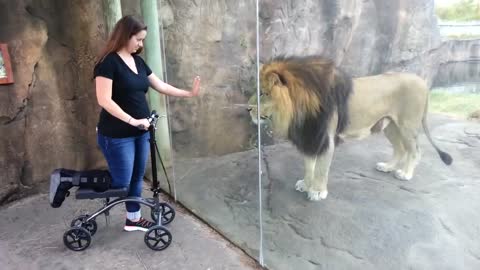 This Lion Really Wants Her Scooter _ ORIGINAL VIDEO