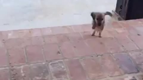 Little puppy dancing break my stride 🐶😂