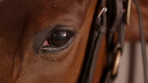 Close up slow motion clip of the eye of a racehorse.
