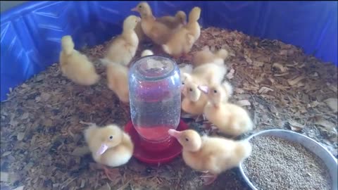 Ducklings in a kiddy pool