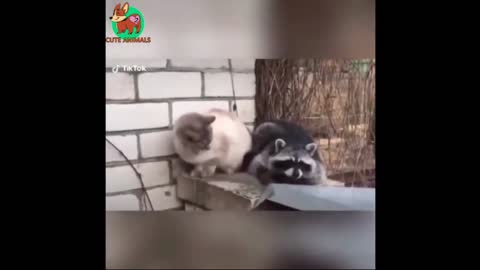 Cat Slappin on Raccoon 🐱🦝 Funny Animals