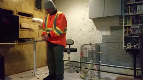 How to get a parrot mad and angry!!