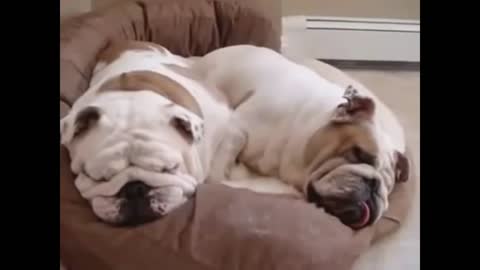 One dog snores and does not let the other sleep