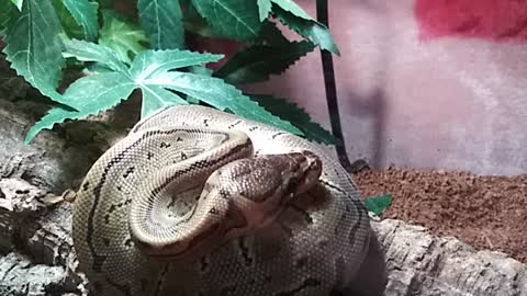 Kush the baby Ball Python