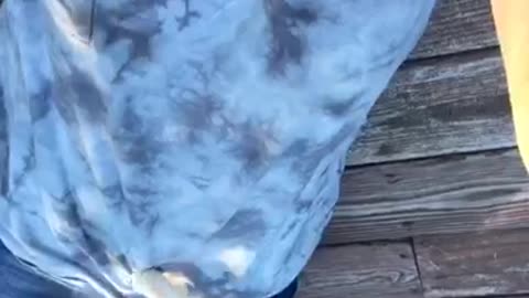 Kitten falls off girls shirt