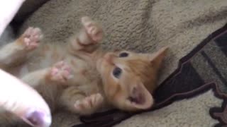 Orange kitten lying on back has tummy scratched