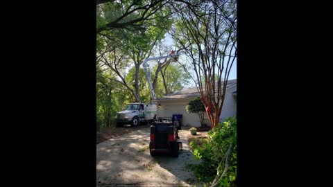 Valdez Tree Service - (854) 224-2607