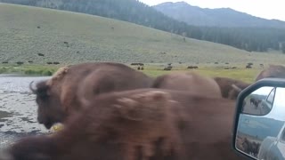 Caught in a Bison Crossing