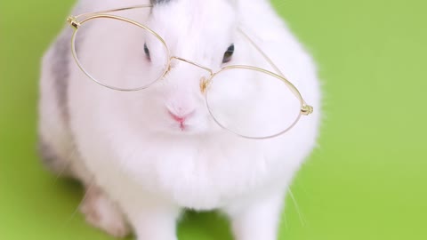 Cute Rabit with glasses