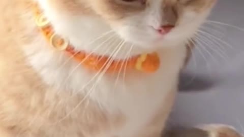 Funny cat