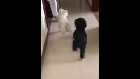 Puppy walking funny on shoes