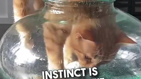 Proof cat liquid that so funny and animals