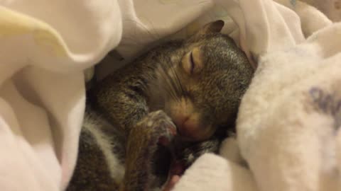 Cute Sleeping Squirrel