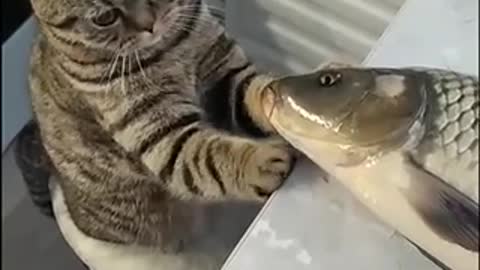 confused cat with fish