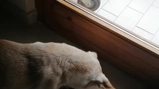 My dog ​​catches the fly🐶🦟