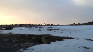Herd of Elk Crossing Mountain Top