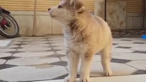 Husky Puppy Learning to Howl!!