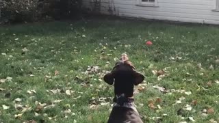 Dogs in grass backyard are staring at drone flown by orange jersey's