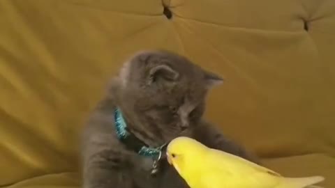 Funny cat become afraid of this parrot