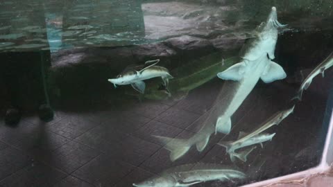 Take a look at the shark aquarium