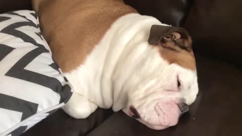 Bulldog Snoring , Funny moment !