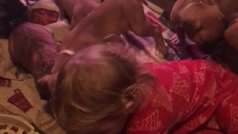 Phoenix Ridge Boxers, Harper playing with Puppies!